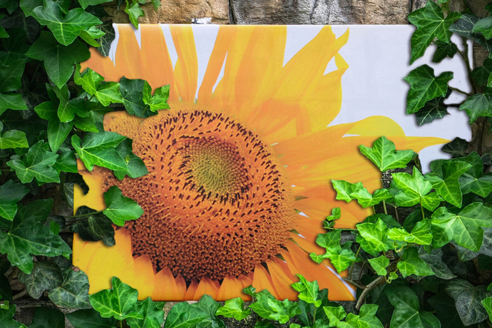 Tuinposter zonnebloem groot